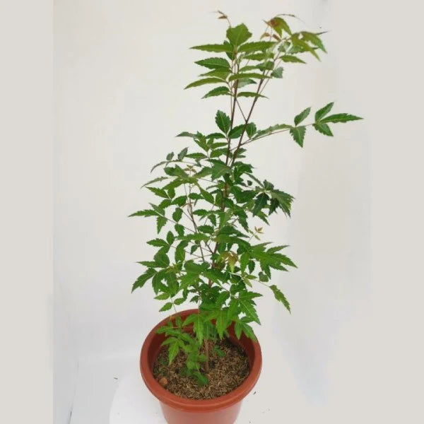 Neem Tree – Azadirachta Indica, Neem Plant