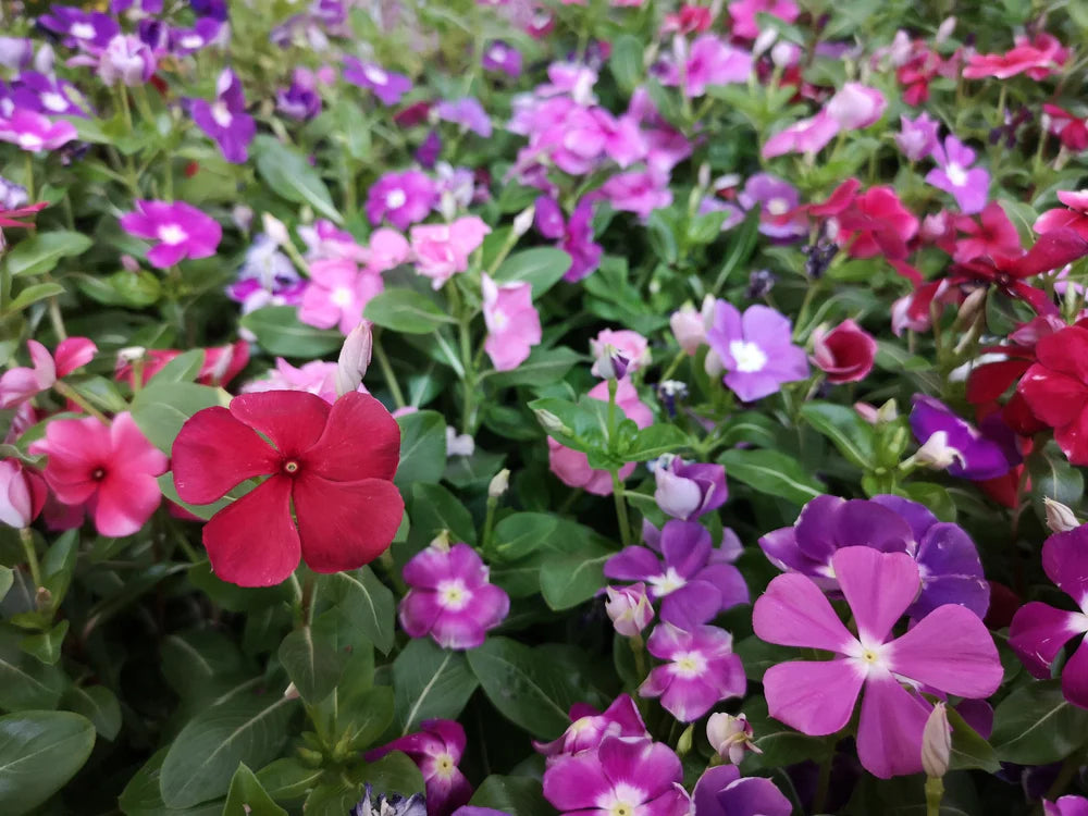 Vinca Flowers (small), Periwinkle