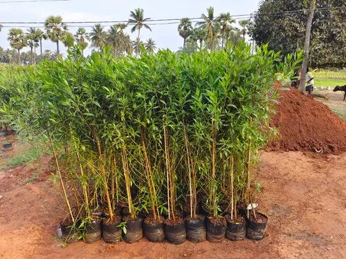 Damas tree, Conocarpus erectus