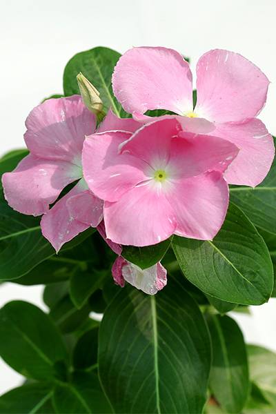 Vinca Flowers (small), Periwinkle