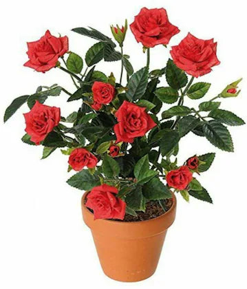 Rose Plant Outdoor