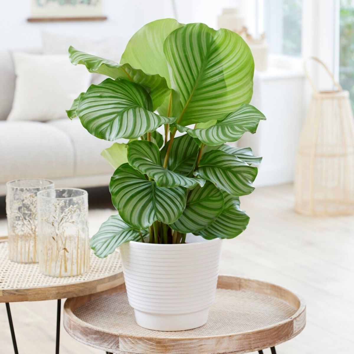 Calathea Orbifolia – Large Leaf Indoor Prayer Plant