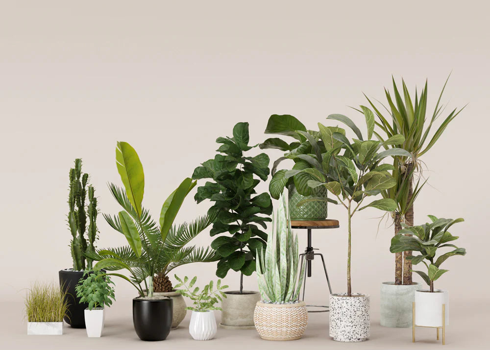 Buy Indoor & Outdoor Plants in Dubai – Online Plants Store