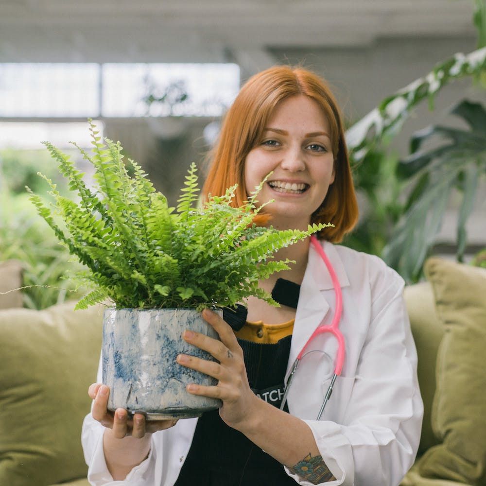 Best Indoor Plants Maintenance In Dubai