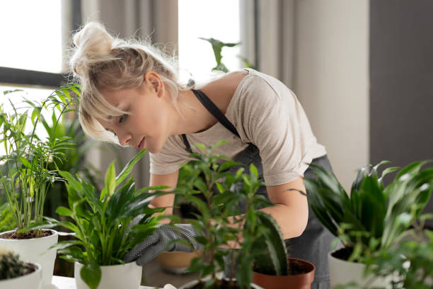 Indoor Plant Maintenance