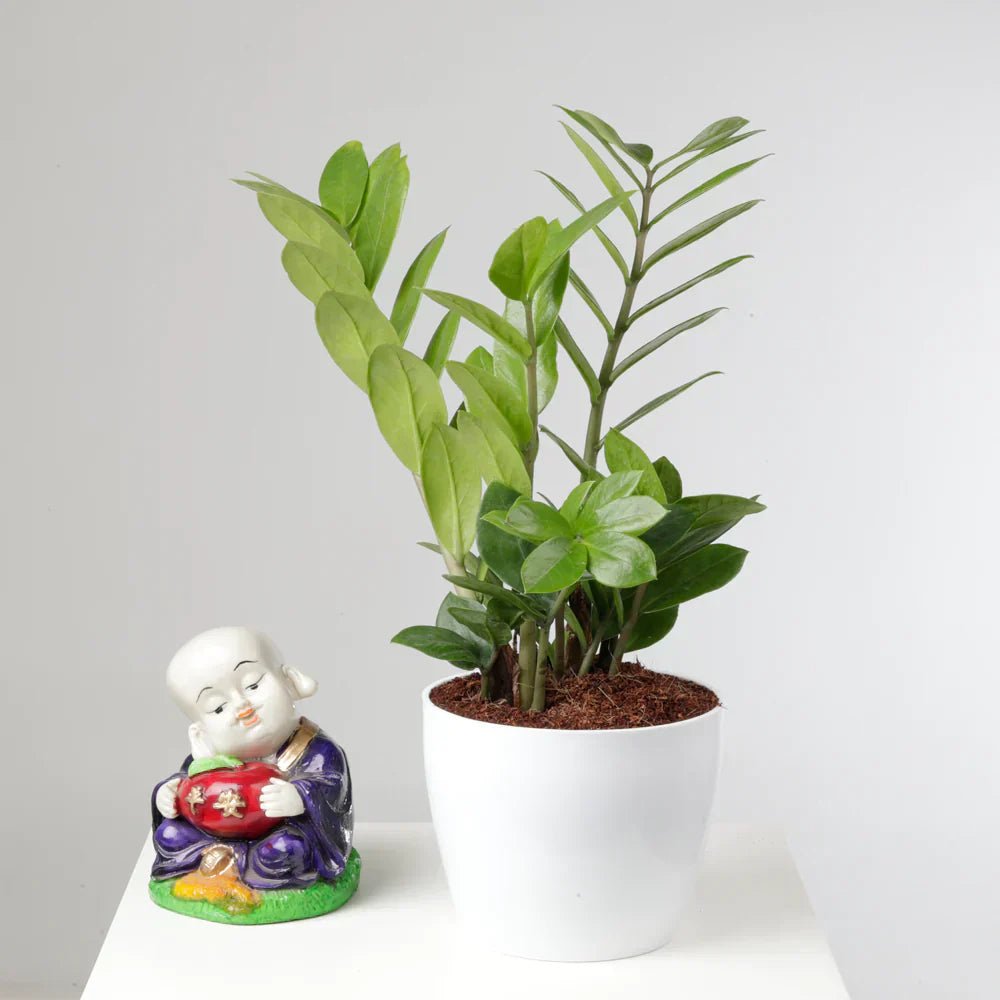 indoor plants maintenance