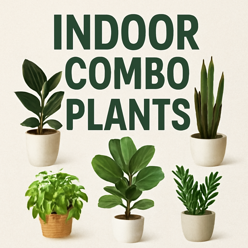 Combo Indoor  Plants