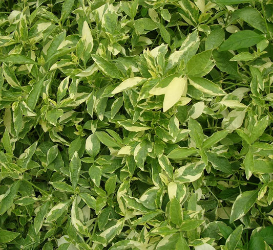 Alternanthera Ficoidea, Gold (small) Ground Cover Plants