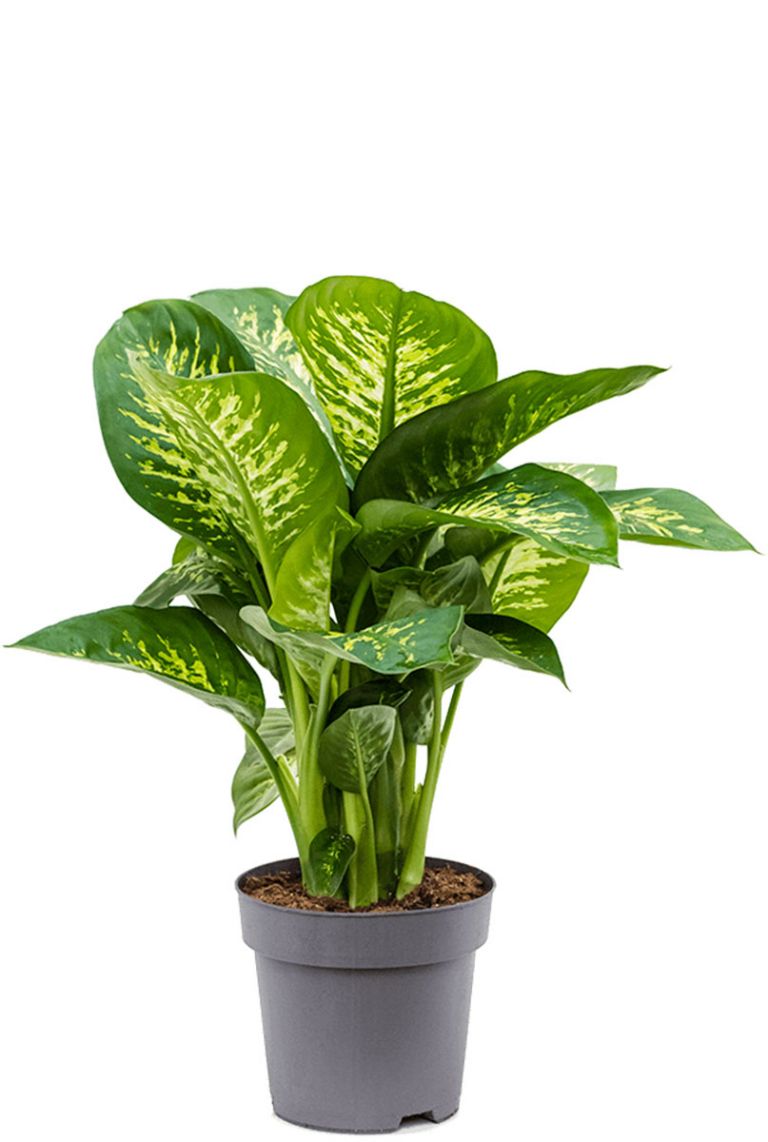 Dieffenbachia Seguine, Tropic Snow