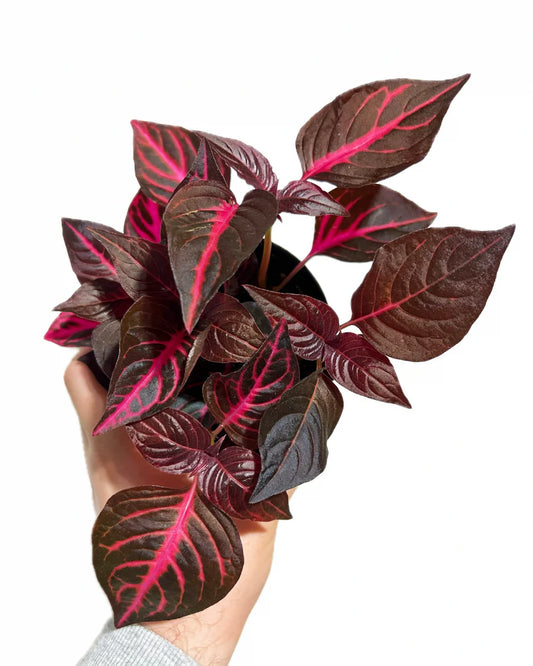 Iresine Iindenii, Bloodleaf Iresine lindenii (small)