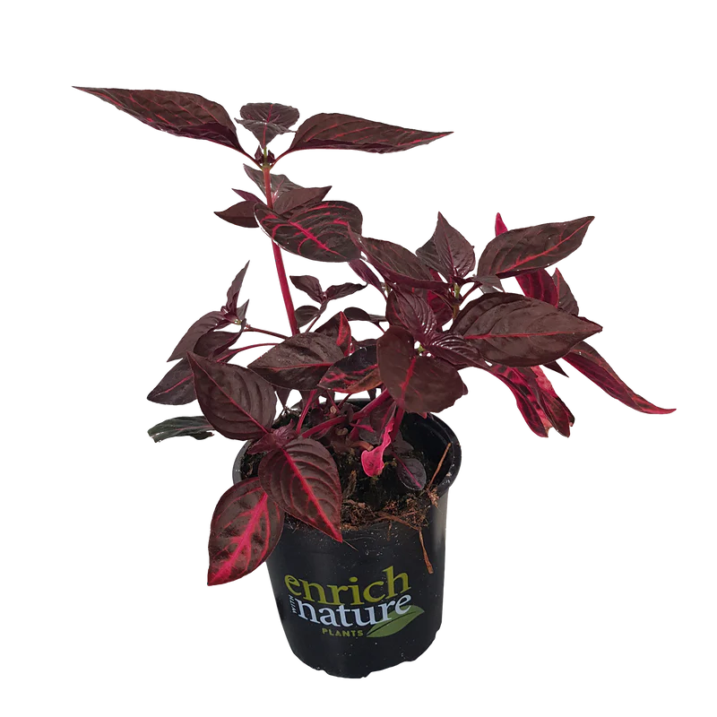 Iresine Iindenii, Bloodleaf Iresine lindenii (small)