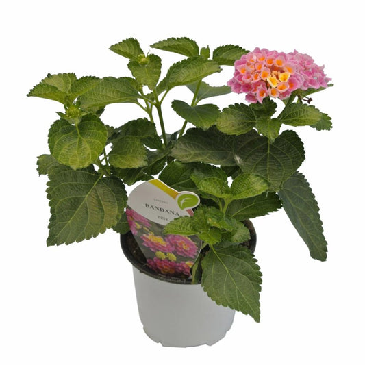 Lantana Camara Pink