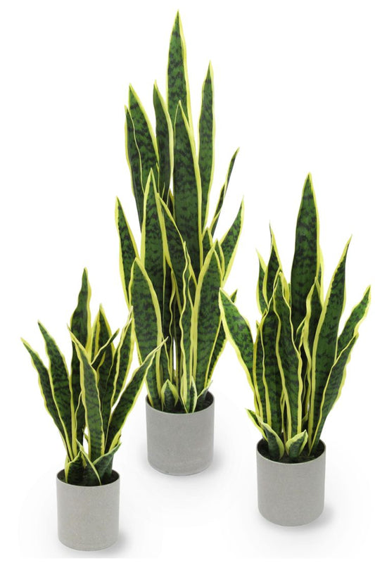 Sansevieria Plant, Snake Plant