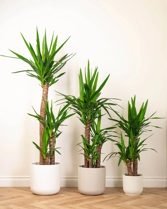 Yucca Gigantea – Spineless Yucca Indoor Plant