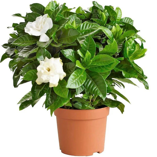 Cape Jasmine (Gardenia jasminoides)