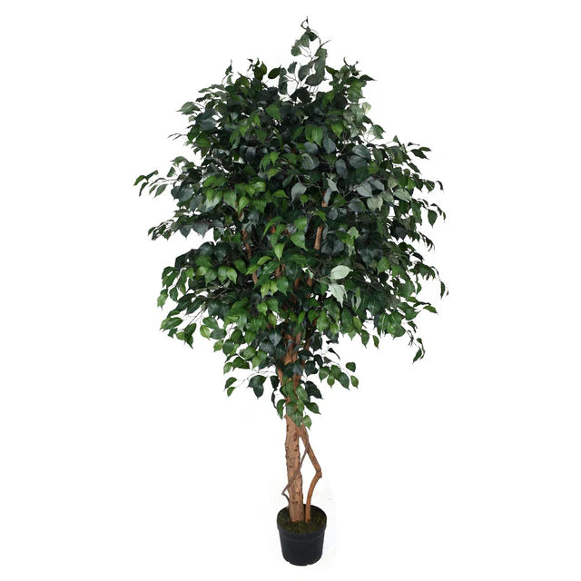 Artificial Ficus Plant