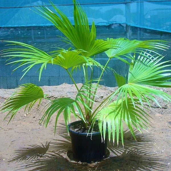 Chinese Fan Palm, Livistonia Chinensis, Fountain Palm