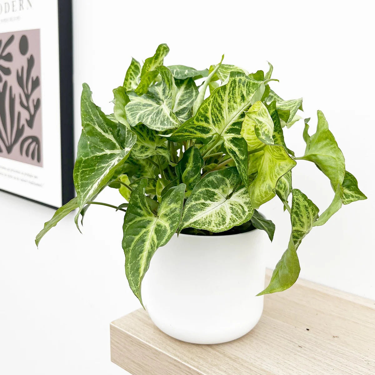 Syngonium Philodendron Arrowhead