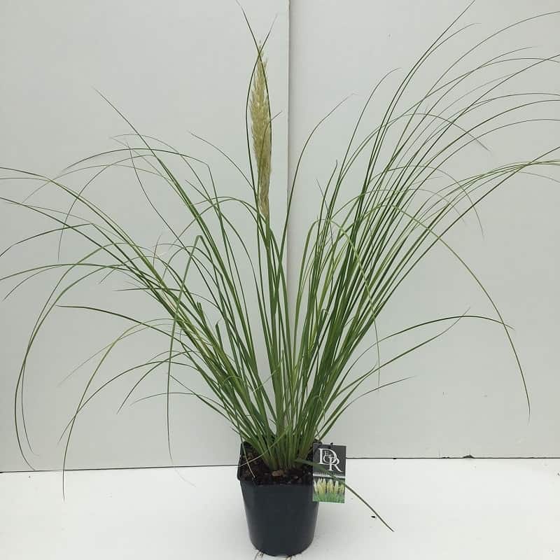 Cortaderia Selloana, Pampas Grass