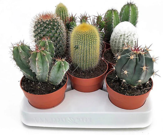 Cactus small 6 - 8 cm