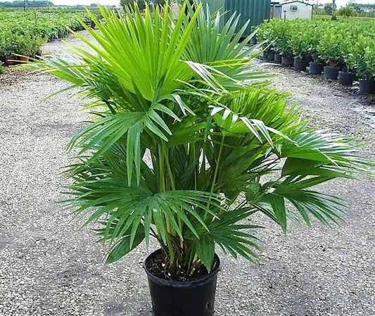 Chinese Fan Palm, Livistonia Chinensis, Fountain Palm