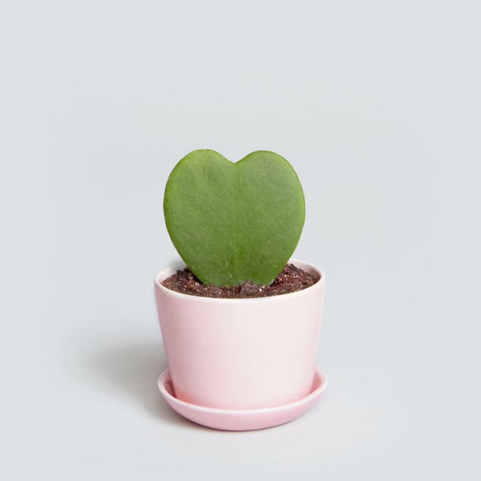 Lucky Heart, Hoya Kerrii