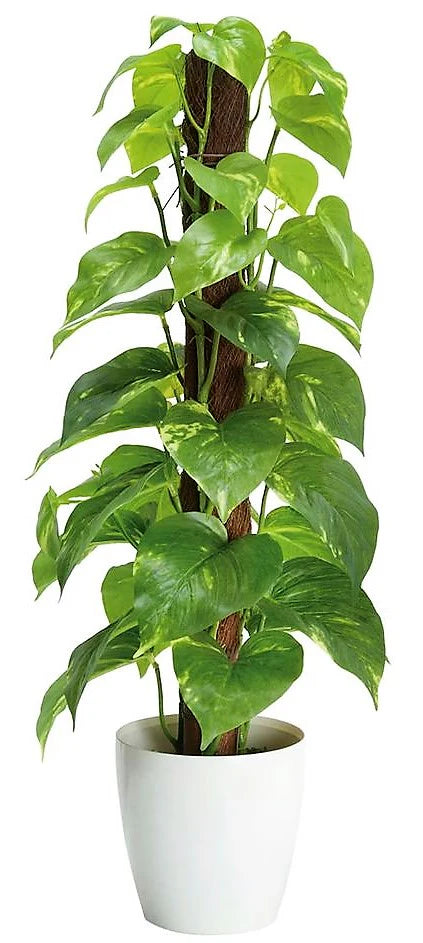 Money Plant With White Ceramic Pot