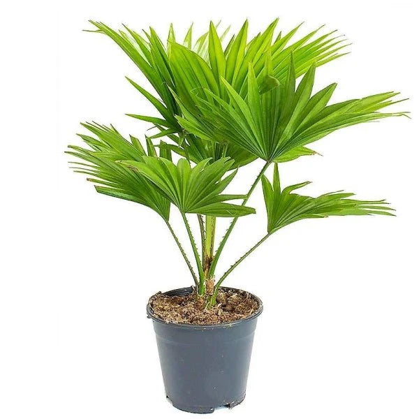 Chinese Fan Palm, Livistonia Chinensis, Fountain Palm