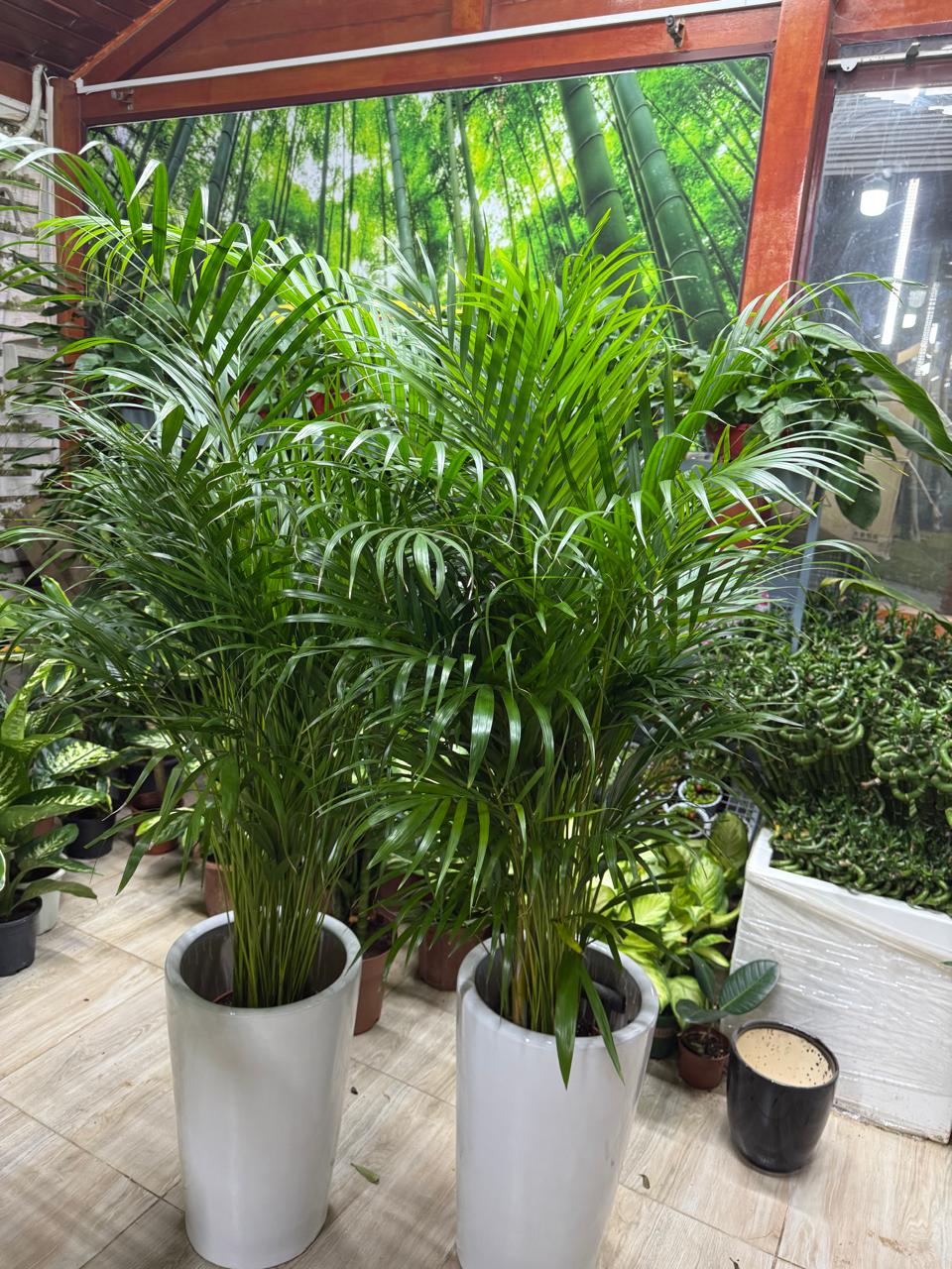 Areca Palm Set – 2 Indoor Plants