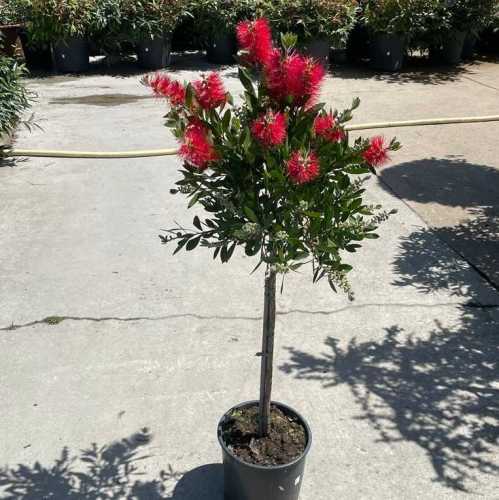 Callistemon Viminalis, Bottle Brush