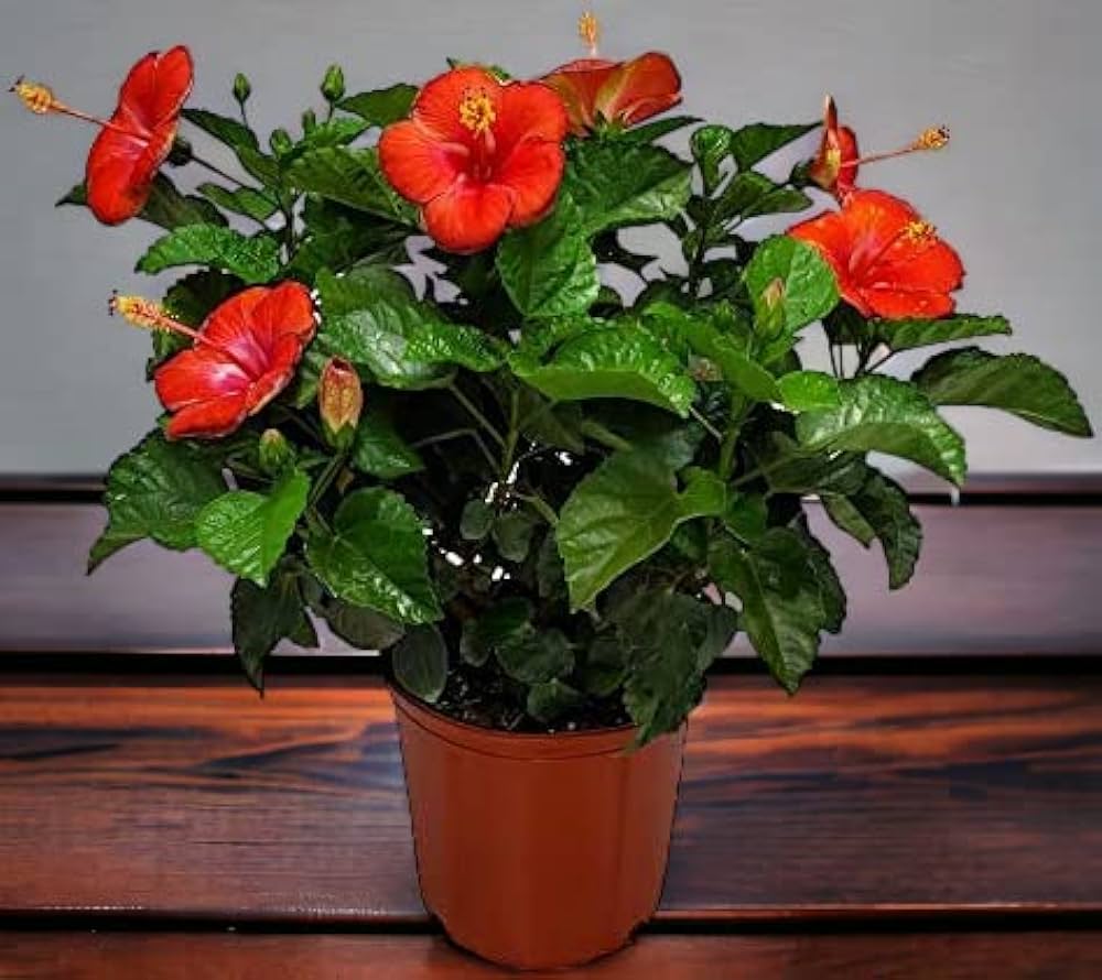 Hibiscus rosa, sinensis Red