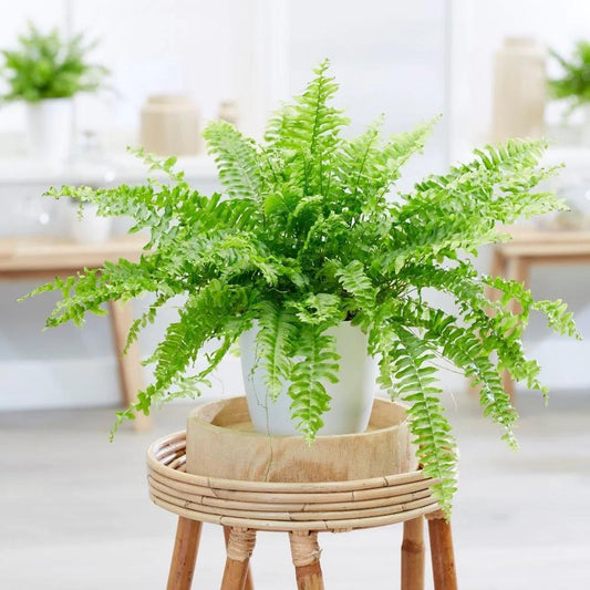 Boston Fern or Sword Fern, Nephrolepis exaltata, Green Lady,