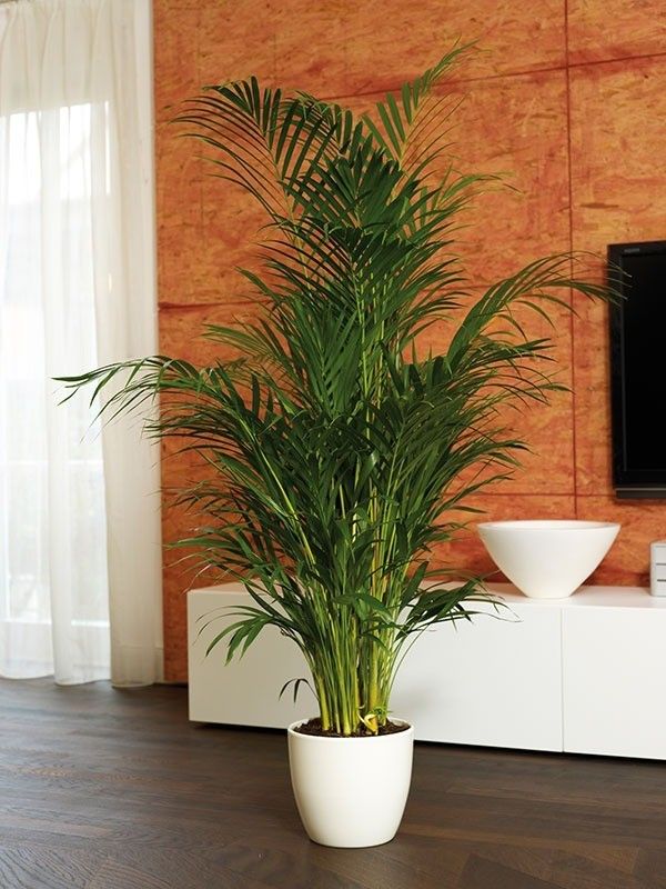 Areca Palm with White ceramic pot