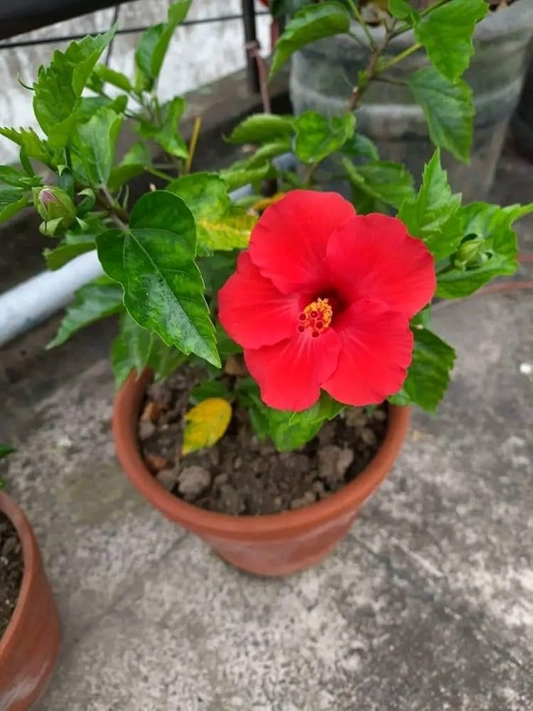Hibiscus rosa, sinensis Red