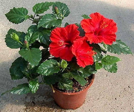Hibiscus rosa, sinensis Red