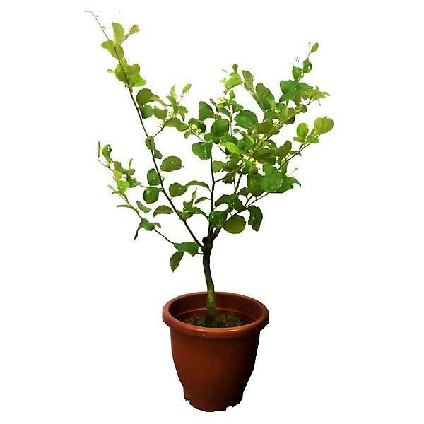 Ziziphus Spina Christi, Sidr Tree