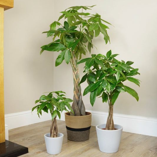 Pachira Aquatica, Money Tree (Twisted Trunk)