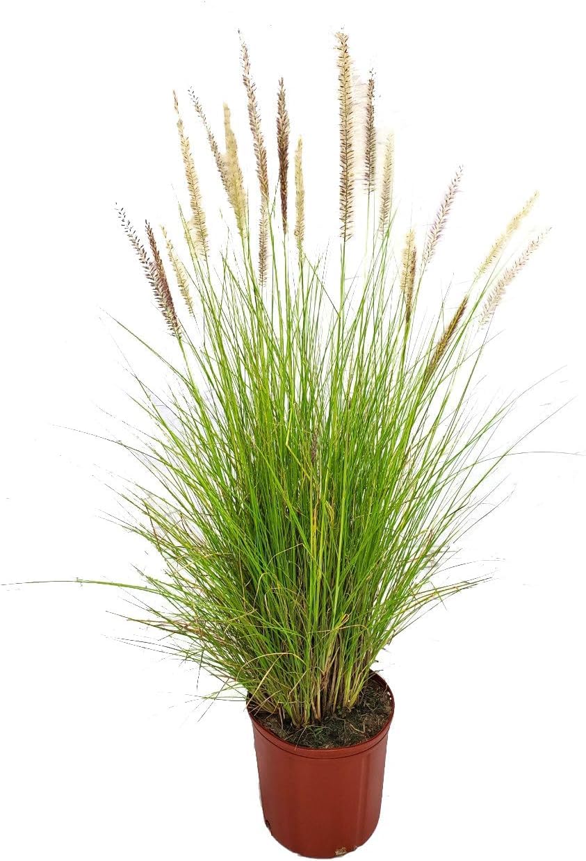 Pennisetum Setaceum, African Fountain Grass, Tender Fountain Grass, Grass
