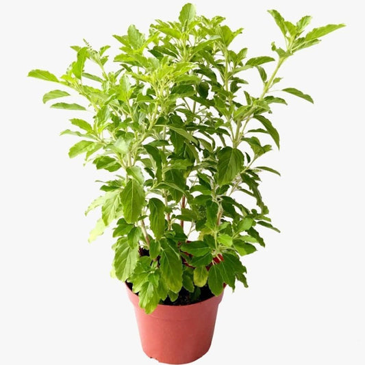 Tulsi plant, Ocimum Tenuiflorum, Holy Basil, Rehan Plant
