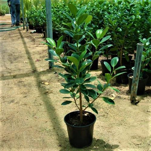 Ficus Hawaii (Green Island Ficus)
