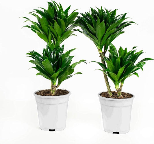 Dracaena Fragrans, Compacta