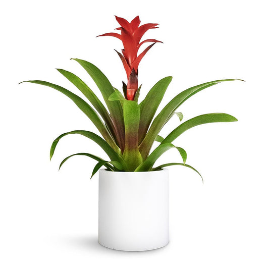 Guzmania Red or Red Guzmania Bromeliads indoor plant