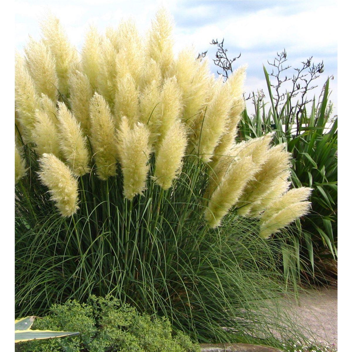 Cortaderia Selloana, Pampas Grass