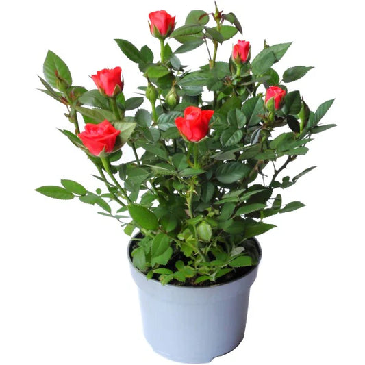 Indoor Rose Plant