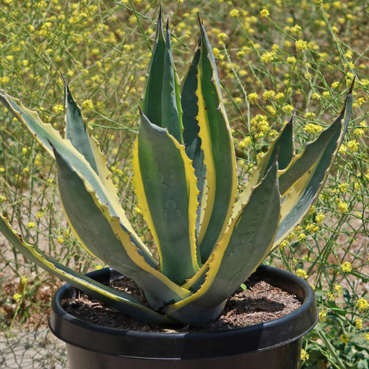Agave americana marginata, Variegated Century Plant