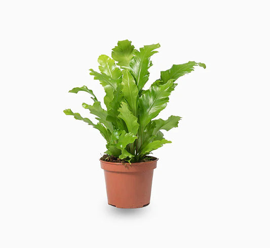 Asplenium nidus or Bird’s Nest Fern