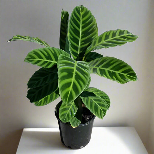 Calathea zebrina “Zebra Plant” Indoor Plant