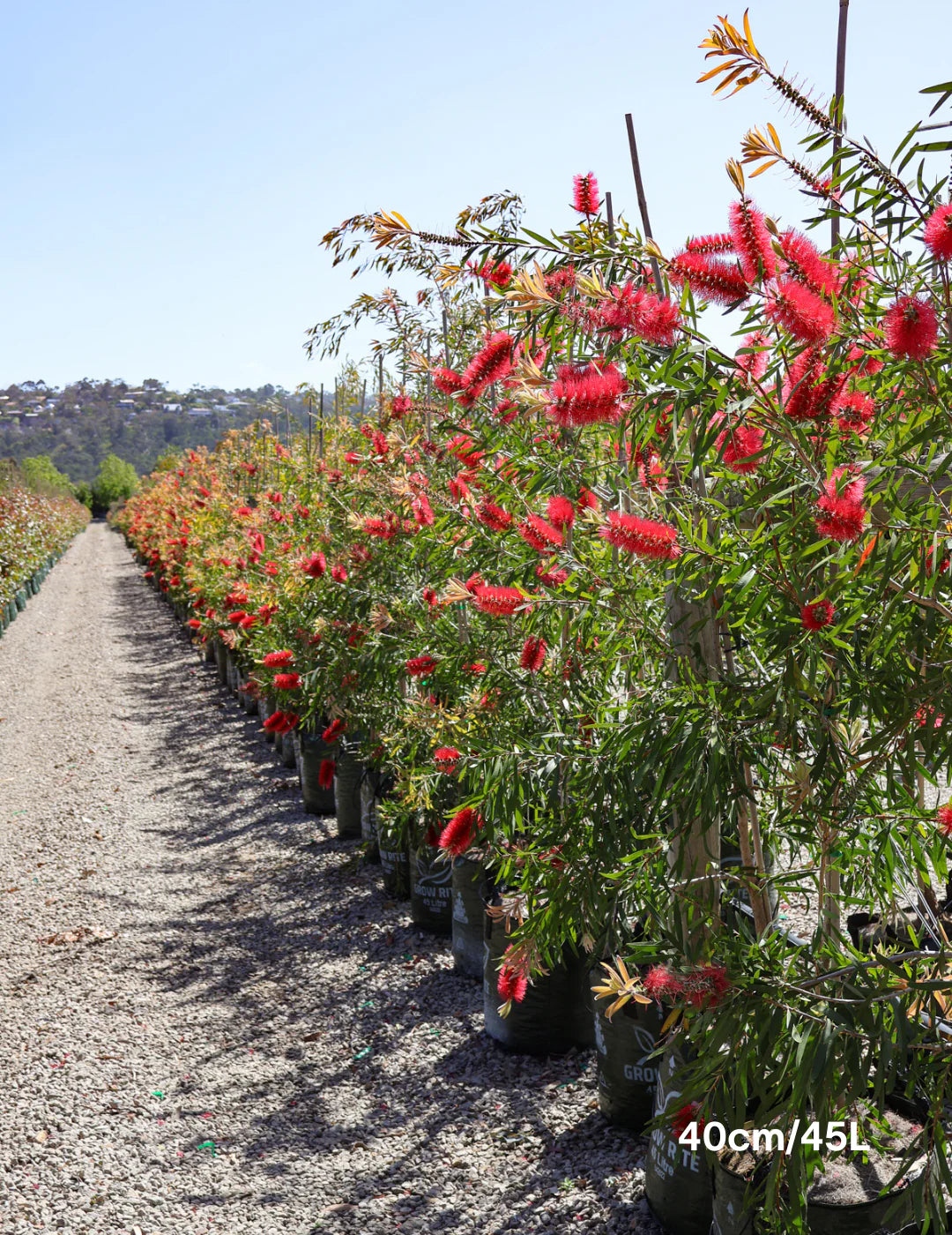Callistemon Viminalis, Bottle Brush