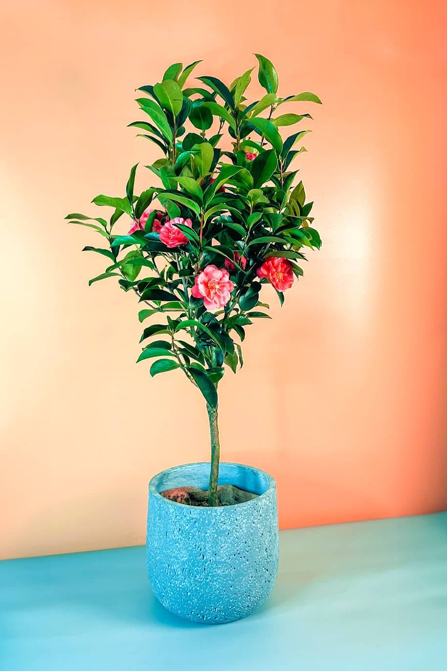Camellia SP – Japanese Camellia Indoor & Outdoor