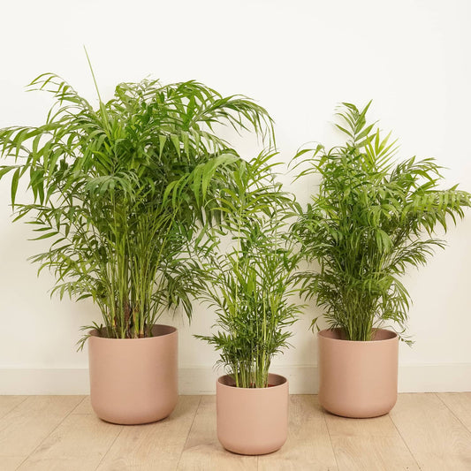 Chamaedorea Elegans, Parlour Palm or Bamboo Palm- Indoor Plant
